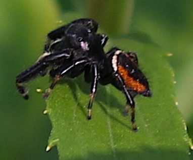 Cardinal Jumping Spider
Phidippus clarus