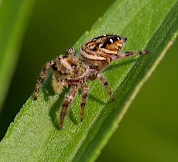 Jumping Spider
Phidippus clarus