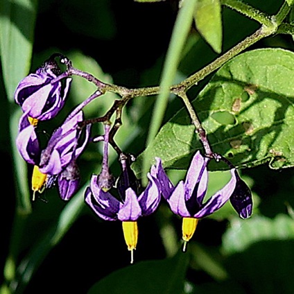 Bittersweet Nightshade