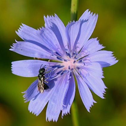 Chickory