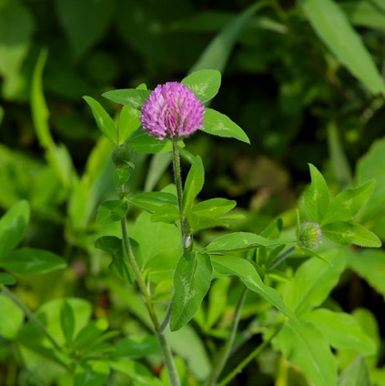 Red Clover