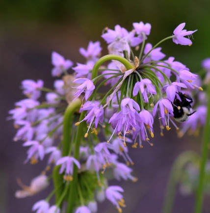 Nodding Onion (7)