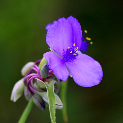 Spiderwort (5)