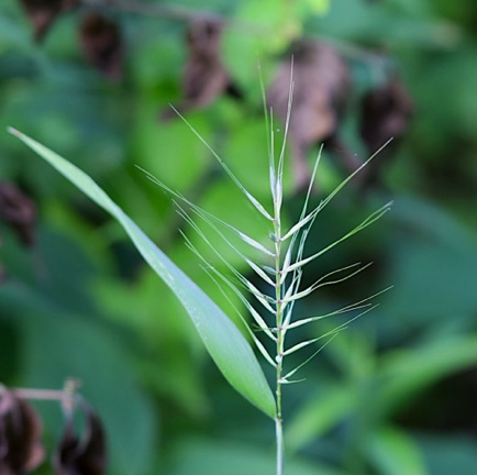 Bottlebrush Grass (5)