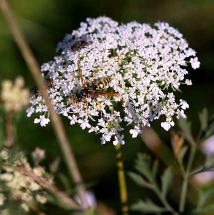 Queen Ann's Lace