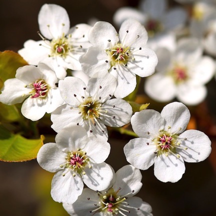 Callery Pear Tree