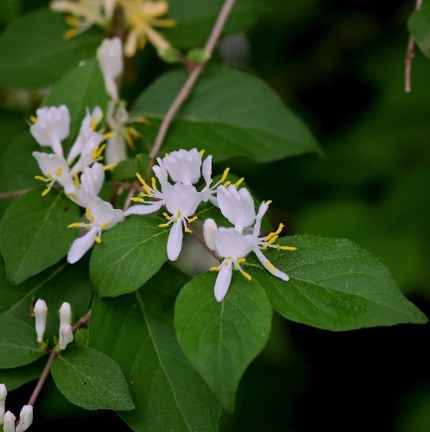 Amur Honeysuckle