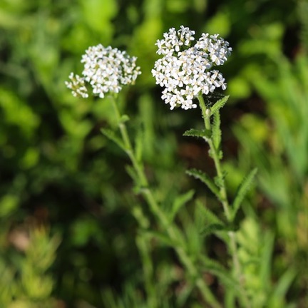 Common Yarrow