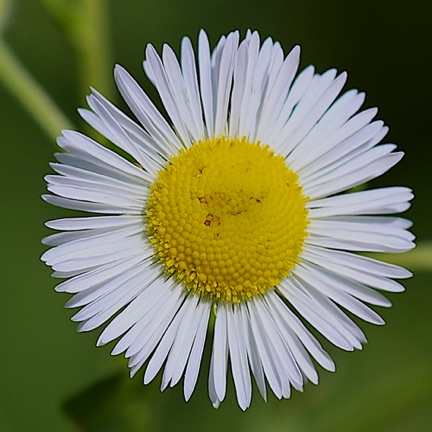 Daisy Fleabane