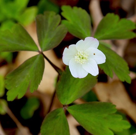 Wood Anemone (7)