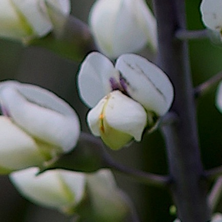 White Wild Indigo (8)