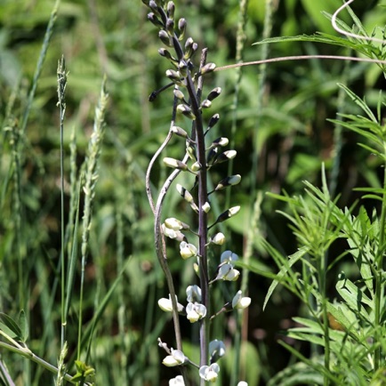 White Wild Indigo (8)