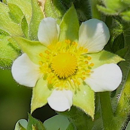 White Avens (1)