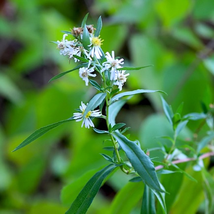 Small White Aster (5)