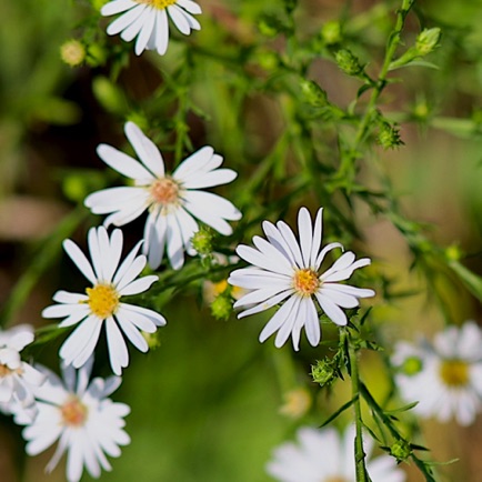 Tradescant's Aster?