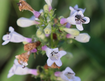 Foxglove Beard Tongue (4)