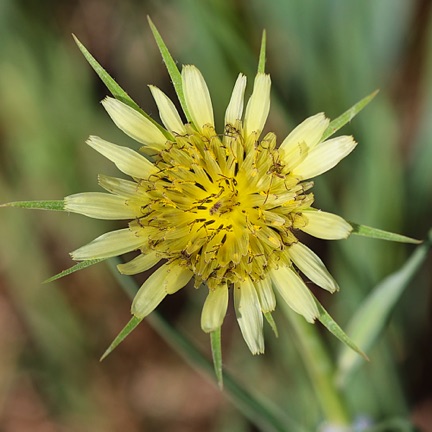 Salsify, Oyster-plant