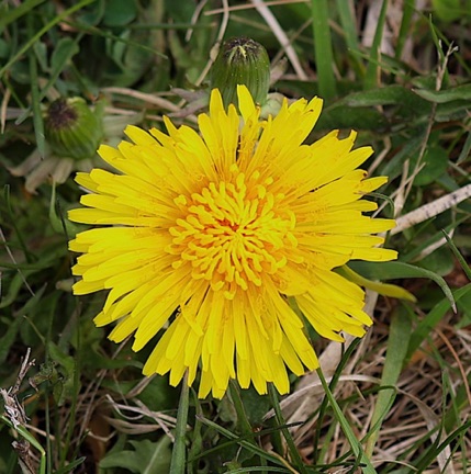 Common Dandelion