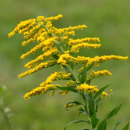 Canadian Goldenrod (1)