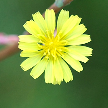 Hairy Wild Lettuce (10)