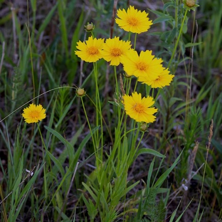 Lance-leaf Coreopsis (5)