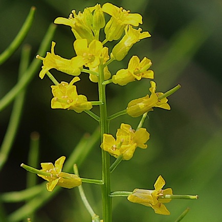 Yellow Rocket