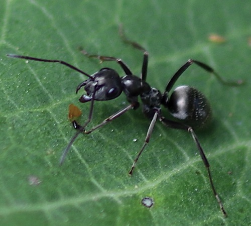 Black Field Ant
Formica subsericea
(Yellow subst. from Milkweed leaf)