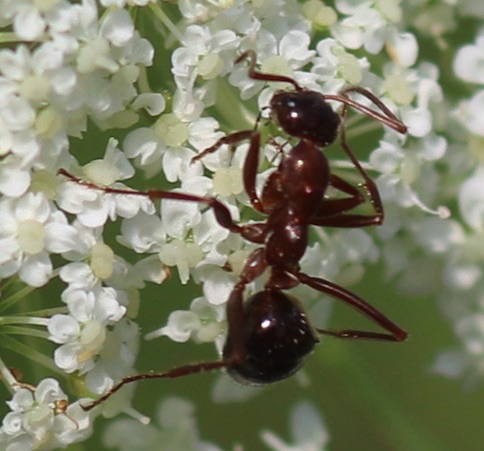 Red Field Ant
Formica pallidefulva or incerta
(On Queen Ann's Lace)