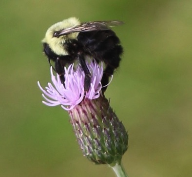 Common Eastern Bumble Bee
Bombus impatiens