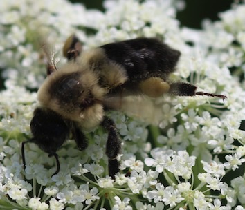 Common Eastern Bumble Bee
Bombus impatiens