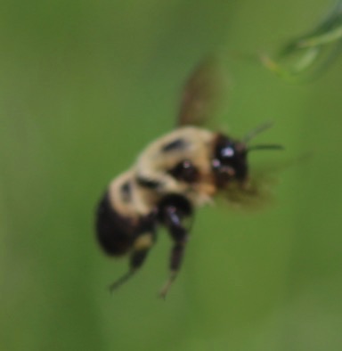 Brown-belted Bumble Bee
Bombus griseocollis