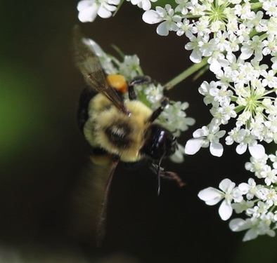 Common Eastern Bumble Bee
Bombus impatiens