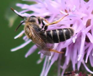 Cellophane Bee
Colletes ssp.