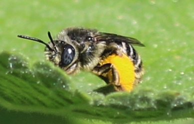 Mining Bee
Andrena Genus