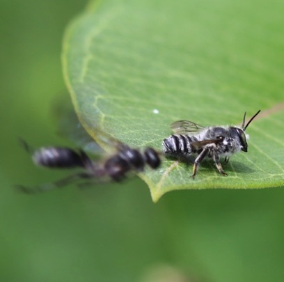 Flat-tailed Leafcutter Bee
Megachile mendica
Mud-dauber attacks bee