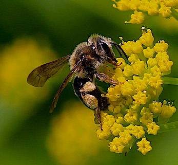 Long-horned Bee
Melissodes Genus