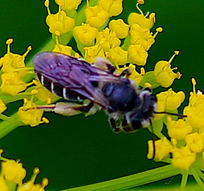 Bee