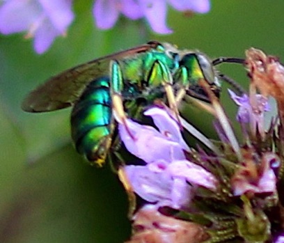 Green Metallic Sweat Bee
Our area10 spp.