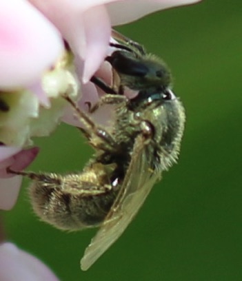 Ligated Furrow Bee
Halibuts legates