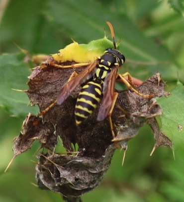 European Paper Wasp
Polistes dominula