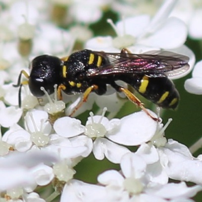 Squarehead Wasp
Ectemnius continuus