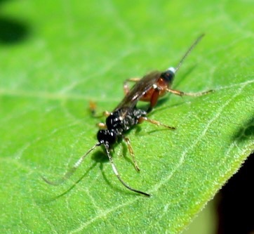 Stubby-winged Wasp (Female)
Agrothereutes lophyri