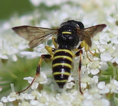 Square-headed Wasp
Crabroninae Wasp