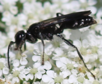 Common Blue Mud Wasp
Chalybion californium