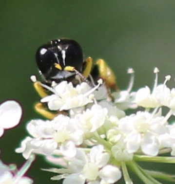 Squarehead Wasp
Ectemnius continuus