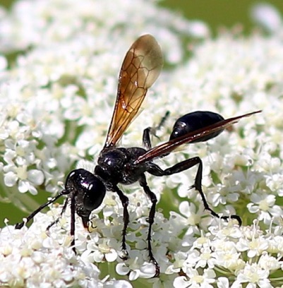 Grass-carrying Wasp
Isodontia mexicana