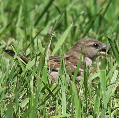 Sedge Wren?