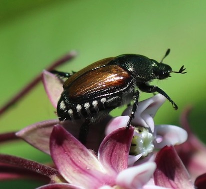 Japanese Beetle
Popillia japonica