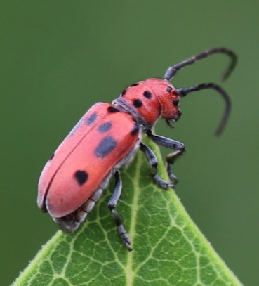 Red Milkweed Beetle
Tetrodes tetraophthalmus