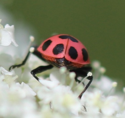 Spotted Ladybird Beetle
Coleomegilla maculata lengi